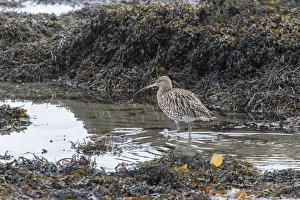 Tide Prints: Curlew feeding at low tide amongst the exposed sea weed