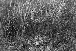 Eric Prints: Curlew at nest, Doldowlod Wales. Taken by Eric Hosking in 1954