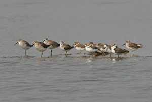Curlew Sandpiper (Calidris ferruginea), Red-necked Stint (Calidris ruficollis), Kentish Plover (Charadrius alexandrinus), Spoon-billed Sandpiper (Calidris pygmeus) and Broad-billed Sandpiper (Limicola falcinellus) mixed flock