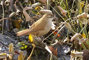Furnariids Prints: Curve-billed Reedhaunter (Limnornis curvirostris) adult