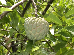 Custard Apple (Annona squamosa) close-up of fruit, Indonesia, march