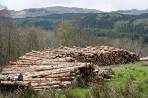 Piles Prints: Cut conifer timber, Inverary Castle, Argyll and Bute, Scotland, april
