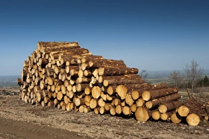 Stacks Prints: Cut conifer timber, newly felled and ready for collection, England, april