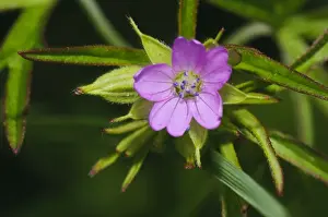 Cranesbills Prints: Cut-leaved Cranesbill (Geranium dissectum) close-up of flower, Elmley Marshes N. N. R