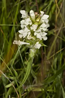Labiatae Prints: Cut-leaved Selfheal (Prunella laciniata) flowering, Dordogne, France, July