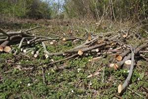 Coppiced Prints: Cut logs in ancient coppiced woodland