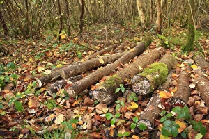 Piles Prints: Cut logs in coppiced ancient woodland habitat