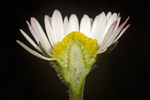 Composite Prints: Cut section of a daisy, Bellis perennis