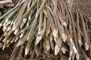 Piles Prints: Cut stems made into stakes, in coppice woodland