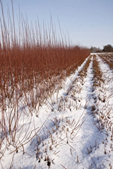 Willow Prints: Cut and uncut Osier grown for fencing and basket making with snow