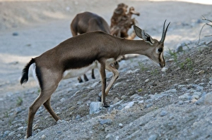 Gazelle Prints: Cuviers Gazelle (Gazella cuvieri) adult, walking on dry slope (captive)