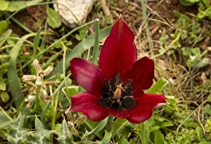 Endemic Prints: Cypriot Tulip (Tulipa cypria) flowering, Cyprus, March