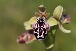 Cyprus Prints: Cyprus Bee Orchid (Ophrys kotschyi) close-up of flower, Cyprus, march