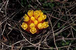 Broomrape Prints: Cytinus hypocistus A parasitic perennial - Spain