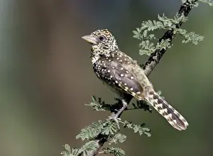D Arnauds Barbet (Tachyphonus darnaudii) Adult perched on acacia branch, Kenya