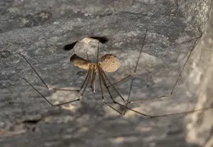 Indoor Prints: Daddy-long-legs Spider (Pholcus phalangioides) adult female