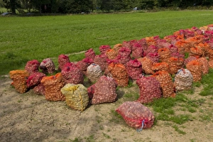 Sacks Prints: daffodil bulbs in a Jersey Island field