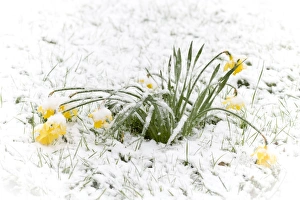 Daffodil (Narcissus pseudonarcissus) flowering, in snow during unseasonal weather, England, april