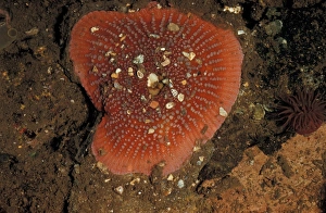 Anemone Prints: Dahlia Anemone (Tealia felina) Closed / retracted