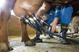 Units Prints: Dairy farmer attaching cluster unit to udder of dairy cow, in milking parlour, Sweden