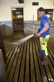 Jobs Prints: Dairy farmer cleaning milking parlour, hosing down slatted floor, Sweden, june