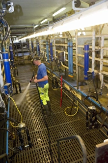 Dairy farmer cleaning milking parlour, hosing down slatted floor, Sweden, june