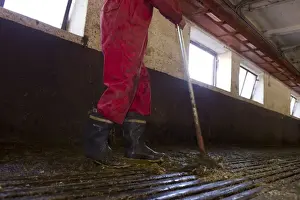 Jobs Prints: Dairy farmer cleaning milking parlour with scrapper after morning milking