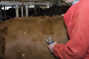 Dairy farmer clipping hair from coat of dairy cow, Sweden