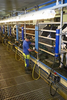 Dairy farmer working in milking parlour, milking cows, Sweden, june