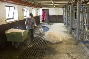 Jobs Prints: Dairy farmers cleaning and spreading sawdust in milking parlour after morning milking