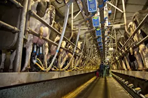 Dairy farming, 18:36 milking parlour with pedigree Holstein Friesian cows, three times per day milking, Dumfries