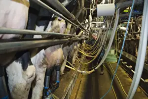 Dairy farming, 18:36 milking parlour with pedigree Holstein Friesian cows, three times per day milking, Dumfries