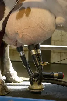 Units Prints: Dairy farming, close-up of cluster unit attached to udder of dairy cow, Sweden, june