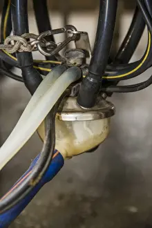 Details Prints: Dairy farming, close-up of milking cluster during milking in Alpha Laval 50 point rotary parlour