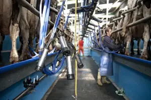 Units Prints: Dairy farming, cluster unit in milking parlour with Holstein cows
