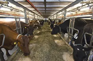 Parlours Prints: Dairy farming, cows, herd feeding on hay in milking parlour, Sweden