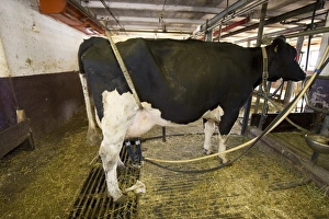 Prevent Prints: Dairy farming, dairy cow, with bow to prevent kicking