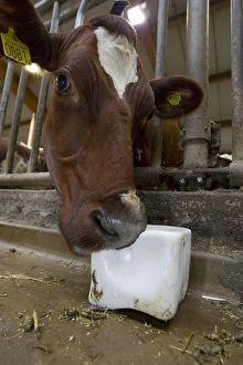 Housing Prints: Dairy farming, dairy cow, close-up of head