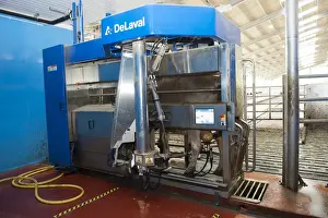Indoor Prints: Dairy farming, dairy cow being milked in DeLavel robotic milking machine, Scotland, June