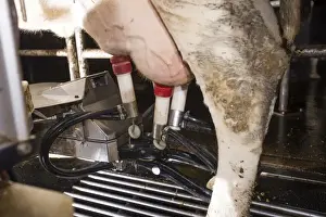 Modern Prints: Dairy farming, dairy cow being milked in Lely Astronaut robotic milking machine