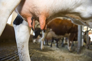 Dairy farming, dairy cows, close-up of udder, herd in milking parlour, Sweden, july