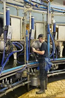 Jobs Prints: Dairy farming, dairy cows, with dairyman in rotary milking parlour on organic farm