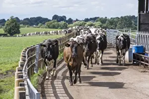 Track Prints: Dairy farming, dairy cows, herd coming in for milking down cow track
