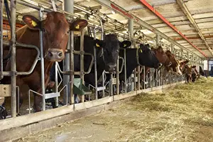 Parlours Prints: Dairy farming, dairy cows, herd feeding on silage from passage in milking parlour