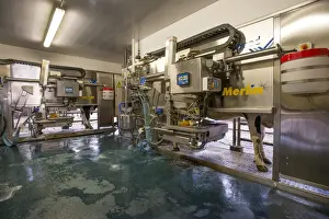 Modern Prints: Dairy farming, dairy cows being milked in Fullwood Merlin robotic milking parlour