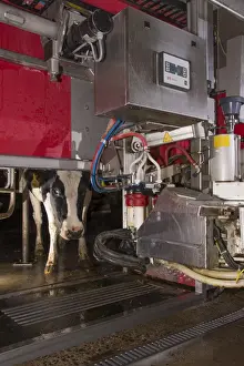 Modern Prints: Dairy farming, dairy cows being milked in Lely Astronaut robotic milking machine