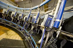 Rotary Prints: Dairy farming, dairy cows, in rotary milking parlour on organic farm, Sweden, august