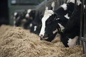 Heifers Prints: Dairy farming, dairy heifers, herd feeding on mixed silage ration through feed barrier