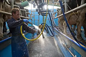 Washes Prints: Dairy farming, dairyman washing cluster unit in milking parlour with Holstein cows