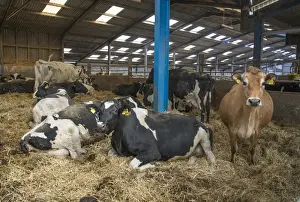 Straw Prints: Dairy farming, dry Jersey and Holstein cows in straw calving yard